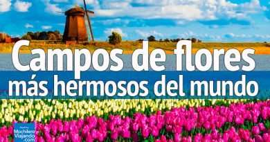 campos de flores mas hermosos