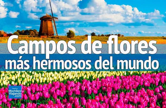 campos de flores mas hermosos