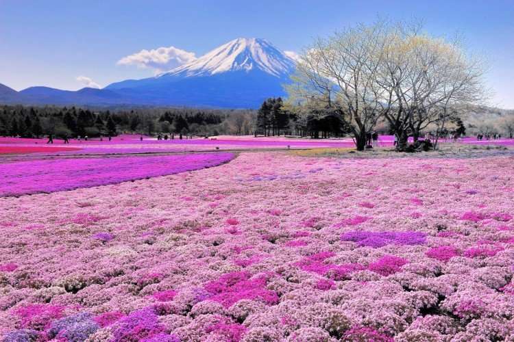 los campos de flores mas hermosos del mundo