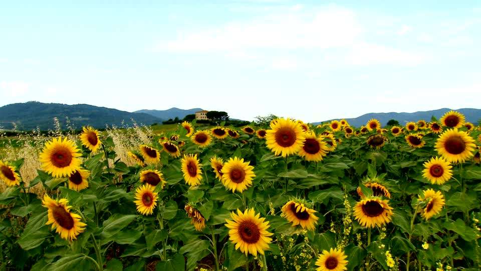los campos de flores mas hermosos del mundo