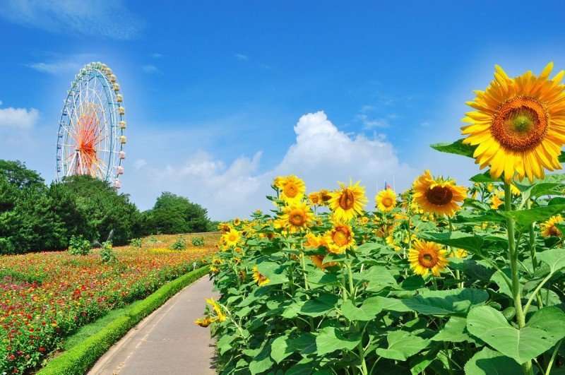 los campos de flores mas hermosos del mundo