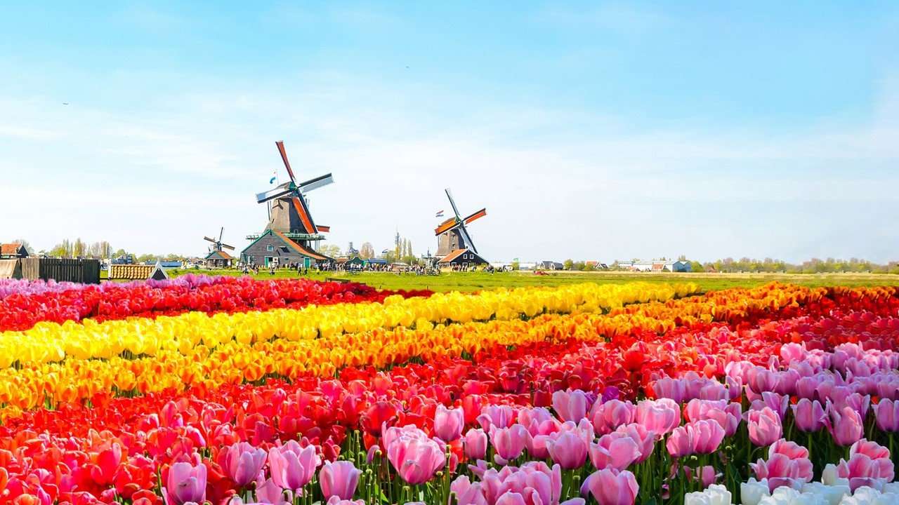 los campos de flores mas hermosos del mundo