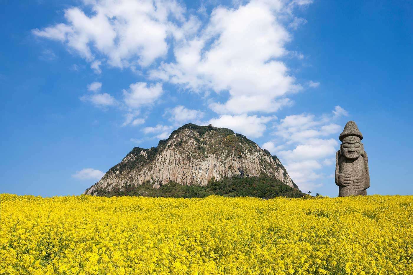 los campos de flores mas hermosos del mundo