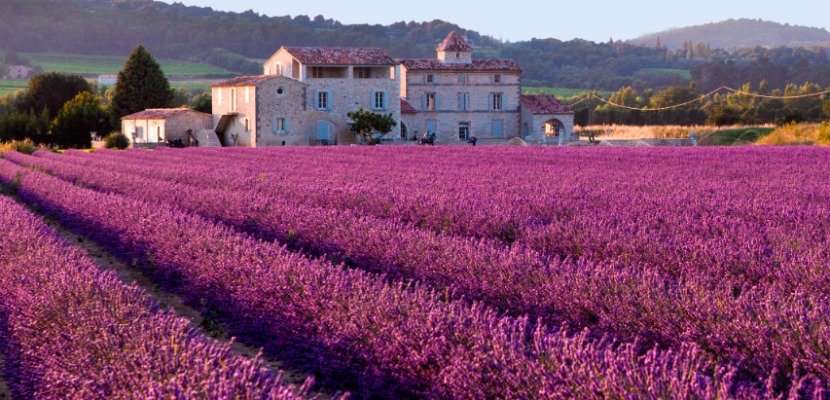 los campos de flores mas hermosos del mundo