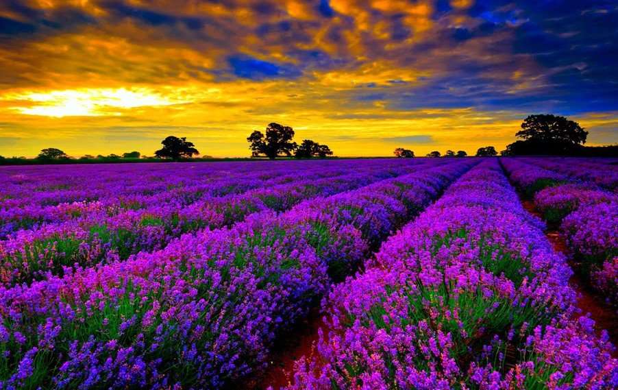 los campos de flores mas hermosos del mundo