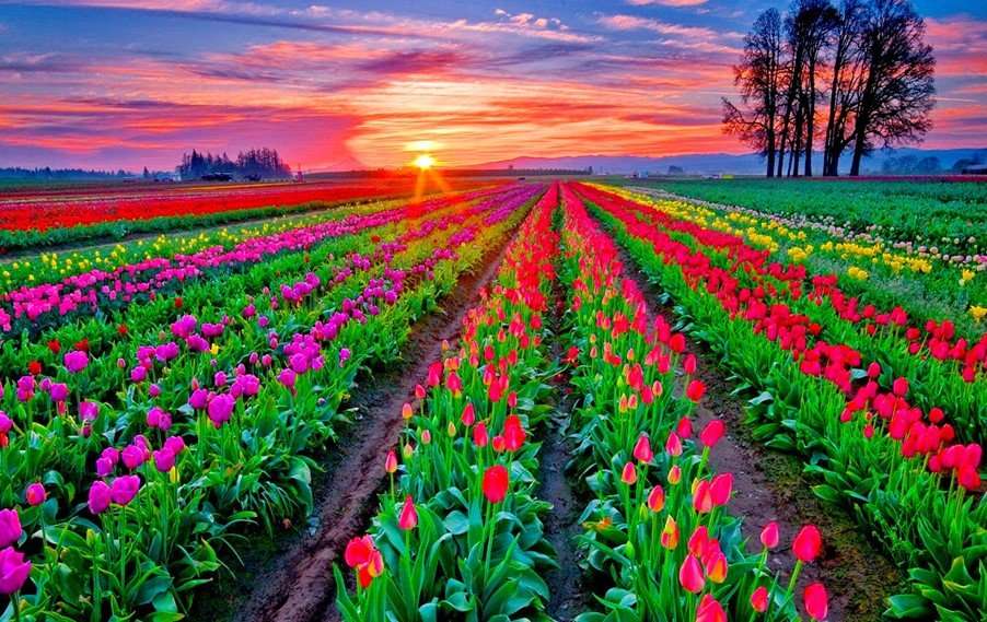 los campos de flores mas hermosos del mundo