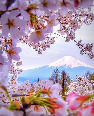 Cuándo es el Hanami (花見)