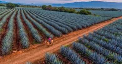 cómo llegar a Tequila